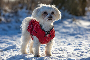 white dog in snow