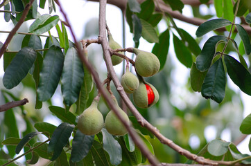 MAFURA - Fruta Nativa