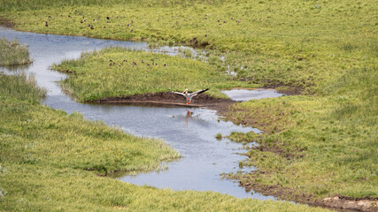 Bird in Yellowstone NP