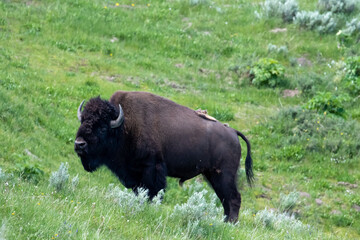 American Buffalo in Yellowstone