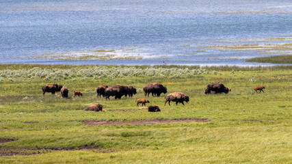 Young Bison in Lamar Valley