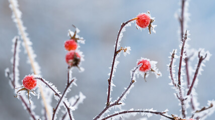 Red wild berries bush covered in beautiful hoar frost ice crystals and snow. Winter nature scene and Christmas season background