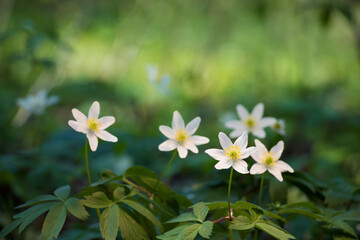 White anemone flowers growing in forest