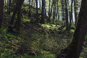 Obraz premium Beautiful green moss covered stones on forest ground in golden sunlight
