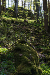 close up of eautiful green moss covered stone on forest ground in golden sunlight