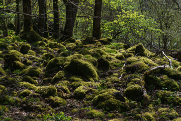 Beautiful green moss covered stones on forest ground in golden sunlight