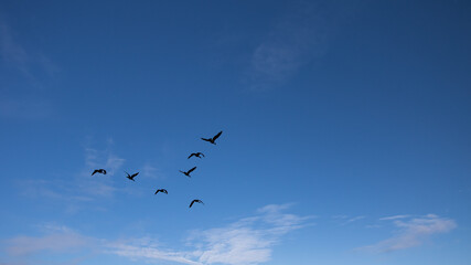Birds Flying in Avila Beach, California