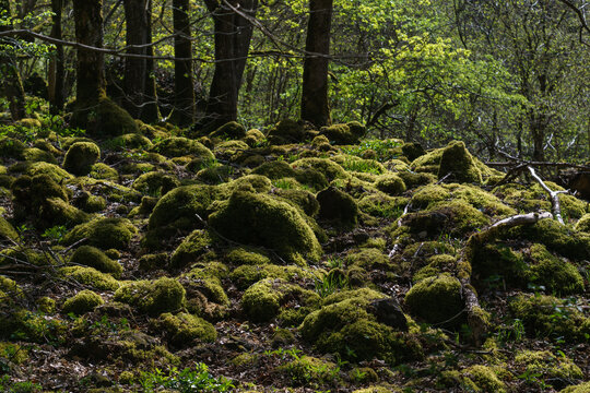 Beautiful green moss covered stones on forest ground in golden sunlight © Sebastian