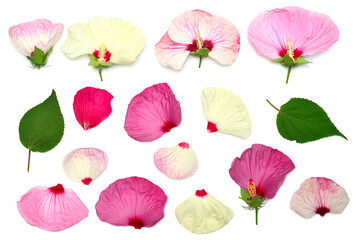 Elements of hibiscus flowers, leaf and petals isolated on white background. Flat lay, top view
