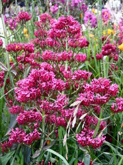 green, leaf, plant, mint, leaves, nature, herb, fresh, peppermint, garden, herbal, food, medicine, nettle, spice, closeup, macro, foliage, natural, tree, growth, summer, flora, spearmint, ingredient