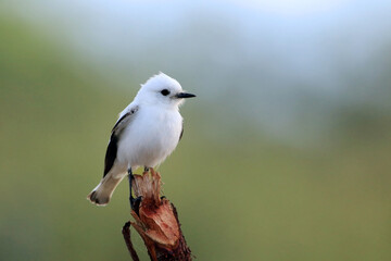 White Monjita (Xolmis irupero), isolated, perched on a branch on a blurred background.