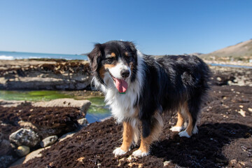 Dog Exploring Central Coast of California Tidepools