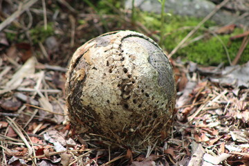 weathered baseball found in the woods