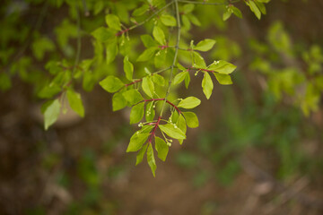 Small Green Leaves