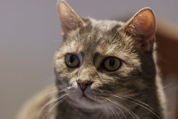 portrait of domestic cat with lights and shadows