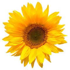 Fototapeta premium Sunflower head isolated on white background. Sun symbol. Flowers yellow, agriculture. Seeds and oil. Flat lay, top view. Bio. Eco. Creative