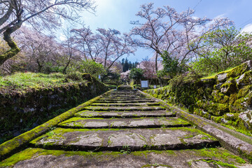 Fototapeta na wymiar 春爛漫、満開の桜を見に行こう！