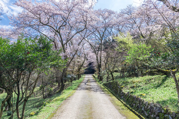 春爛漫、満開の桜を見に行こう！
