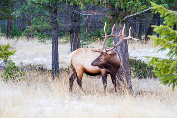 View of a bull elk (cervus canadensis) standing in the grass in Canada