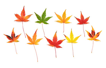 Autumn japanese maple leaа isolated on white background. Flat lay, top view