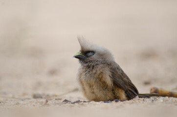 Mozambican Birds