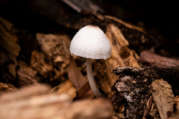 White mushroom, or fungi, grows on the backyard soil between the leaves and tree trunks.