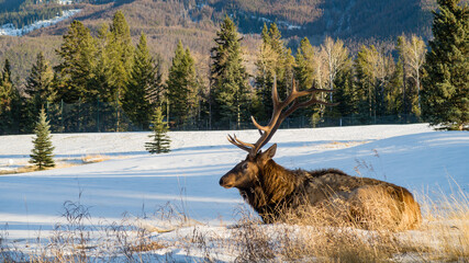View of a bull elk (cervus canadensis) lying down in the grass in Canada