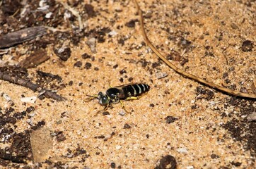 Sand Wasp (Bembicini) South Australia