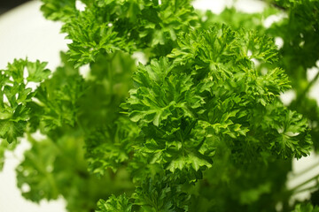 fresh parsley, herbs