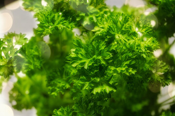 fresh parsley, herbs