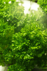 Fototapeta na wymiar fresh parsley, herbs