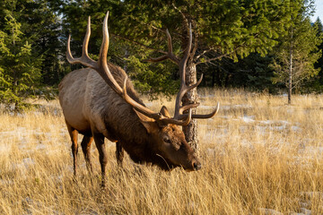 Naklejka na ściany i meble View of a bull elk (cervus canadensis) standing in the grass in Canada