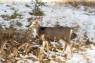 Winter view of a young elk in Jasper national park, Canada