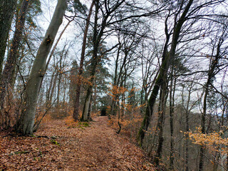 Winter in the forest.