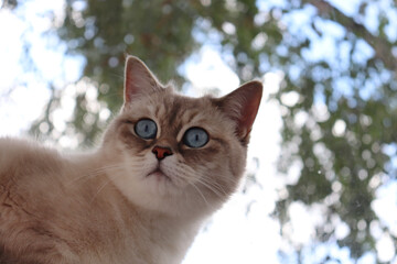 Beautiful white cat with blue eyes at the window. Neva Masquerade Siberian cat breed.