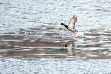Male mallard duck is taking off from icy water, Minnesota