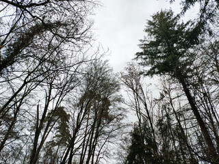 Winter trees and sky.