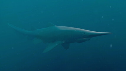Goblin Shark (Mitsukurina owstoni), 3D rendered