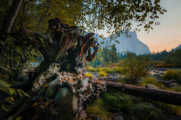 Large tree root framed by leaves at Yosemite National Park