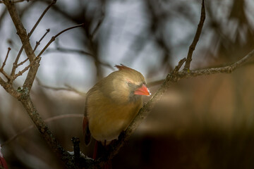 Beautiful North America red bird cardinal