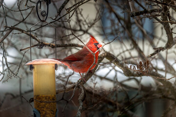 Beautiful North America red bird cardinal