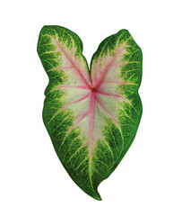 Keladi pink pelangi or bicolor pink caladium leaf isolated on white background, red lipstick caladium