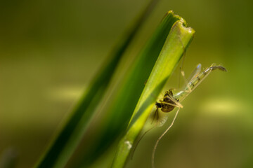 Crane flies buys on the grass close up