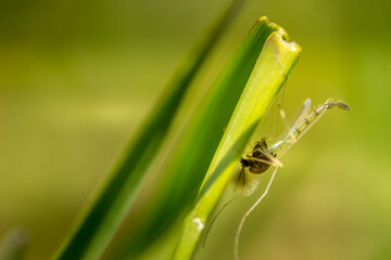 Naklejka premium Crane flies buys on the grass close up