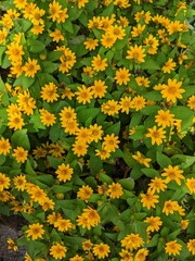 Bunga krokot or portulaca plants, small yellow flowers, top view shot