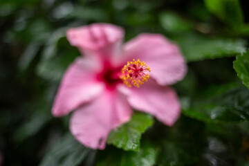 hibiscus 