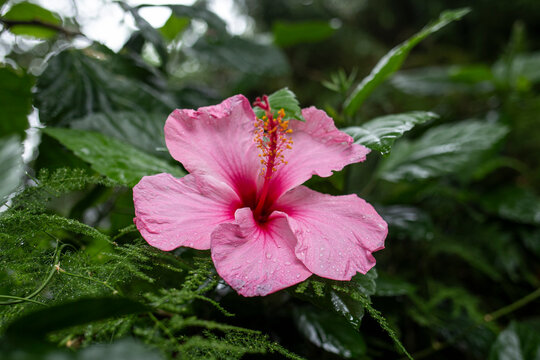 hawaiian rose hibiscus
