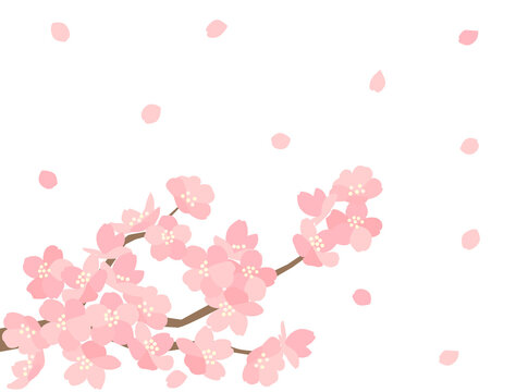 さくら102　桜
