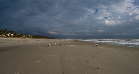 Birds on the beach under cloudy skies
