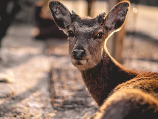Beautiful deer with the sunset golden light in the streets of Miyajima Island, Japan